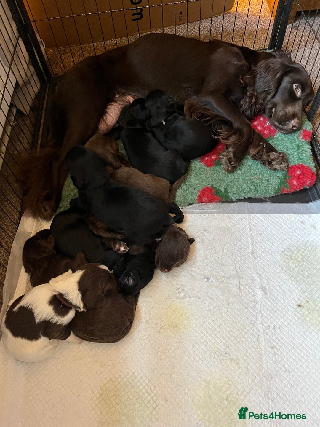 Sprocker dogs for sale: 🤎 8 beautiful sprocker pups 🤎 - Image 2