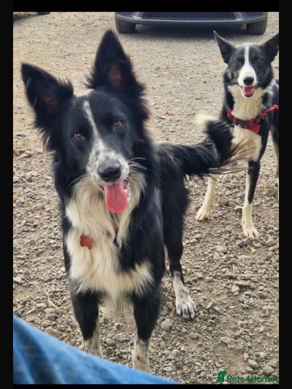 Border Collie dogs  Border Collie Puppies 🐾 - Advert 1