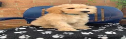 Labradoodle dogs for sale: Stunning Apricot & Cream Labradoodle Puppies 🐶 - Advert 6
