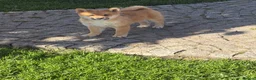 Japanese Shiba Inu dogs for sale: Shiba Inu puppies parents health tested  - Advert 18