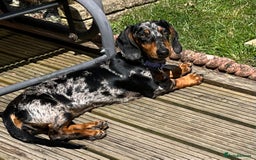 Dachshund dogs for sale: Female dog for sale  - Image 6