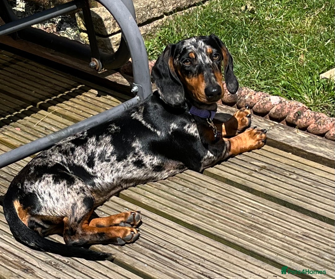 Dachshund dogs for sale: Female dog for sale  - Image 6