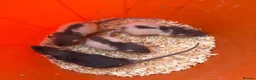 Rat rodents for sale: Baby rats 6 weeks to 8weeks old  - Advert 3