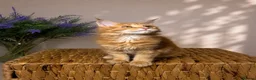 Maine Coon cats for sale: Pedigree Maine Coon Kittens 🌺 Champion Bloodlines - Advert 10
