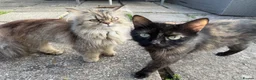 Mixed Breed cats for sale: 8 beautiful ragdoll/persian/domestic babies  - Advert 38