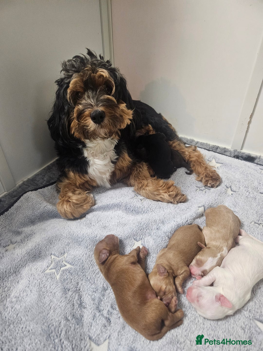 Australian Labradoodle dogs for sale: Australian Labradoodle Hybrid Puppies - Advert 19