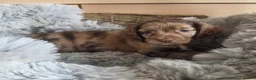 Cocker Spaniel dogs for sale: Rare coloured working type cocker spaniels! - Advert 21
