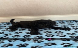Cockapoo dogs for sale: ‼️6 gorgeous cockapoo pups ready to leave now‼️ - Image 12