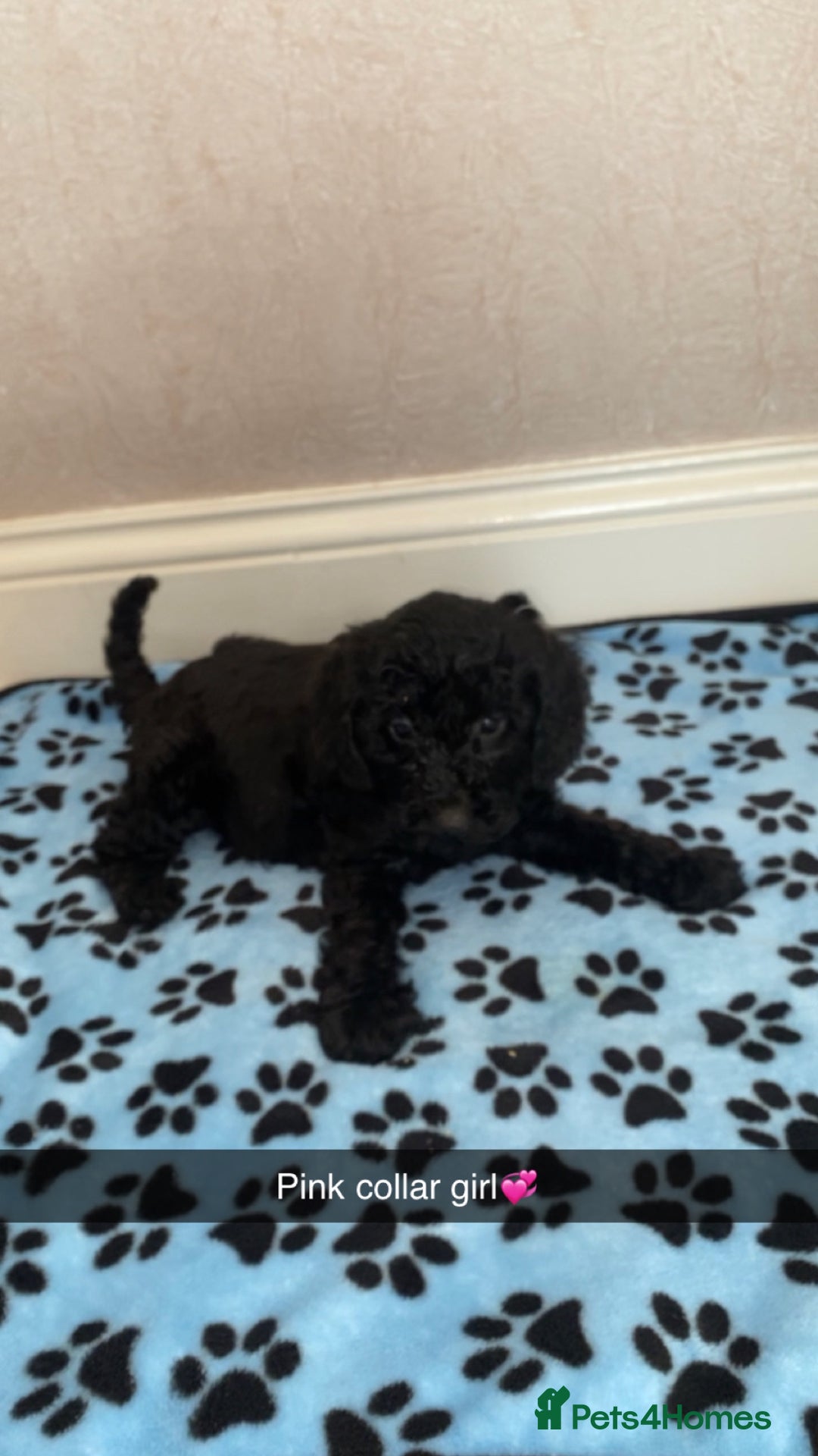 Cockapoo dogs for sale: ‼️6 gorgeous cockapoo pups ready to leave now‼️ - Image 12