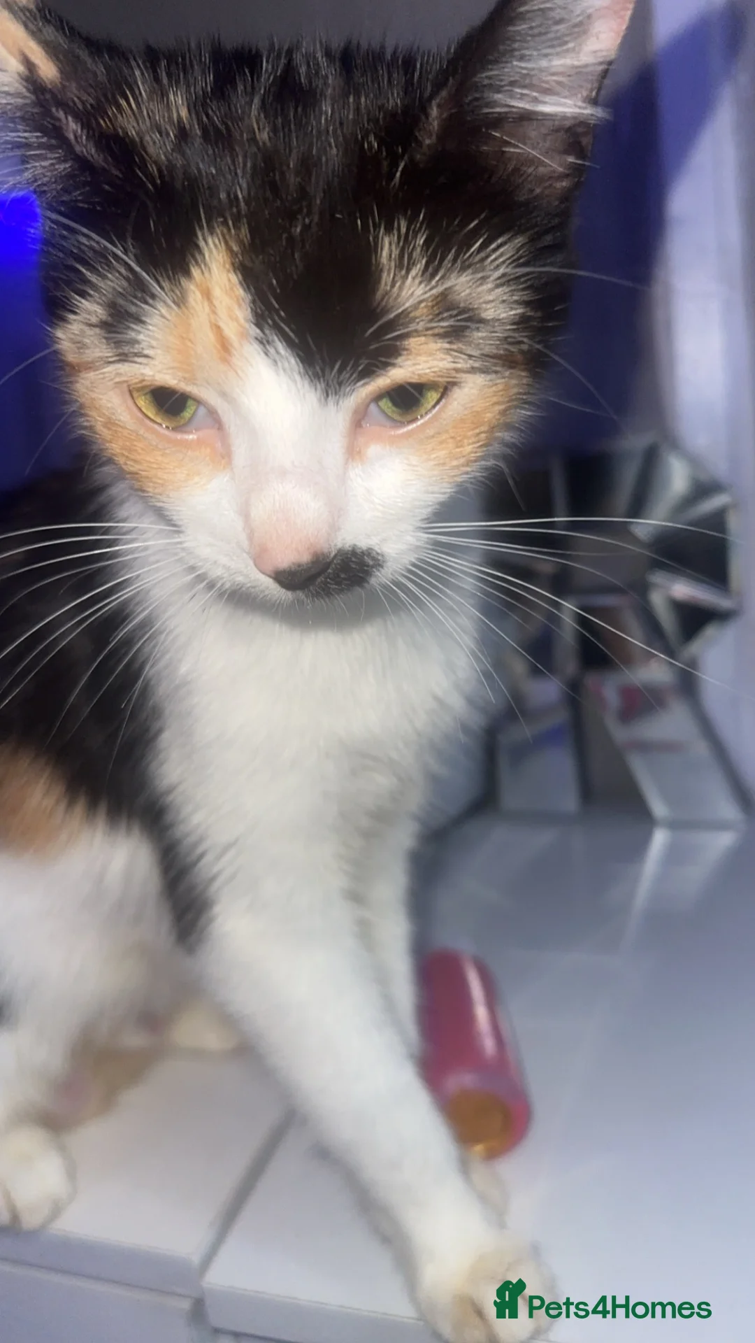 Mixed Breed cats for sale: 2 females left  - Advert 1