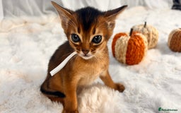 Abyssinian cats for sale: TICA champion line Abyssinian kittens  - Image 26