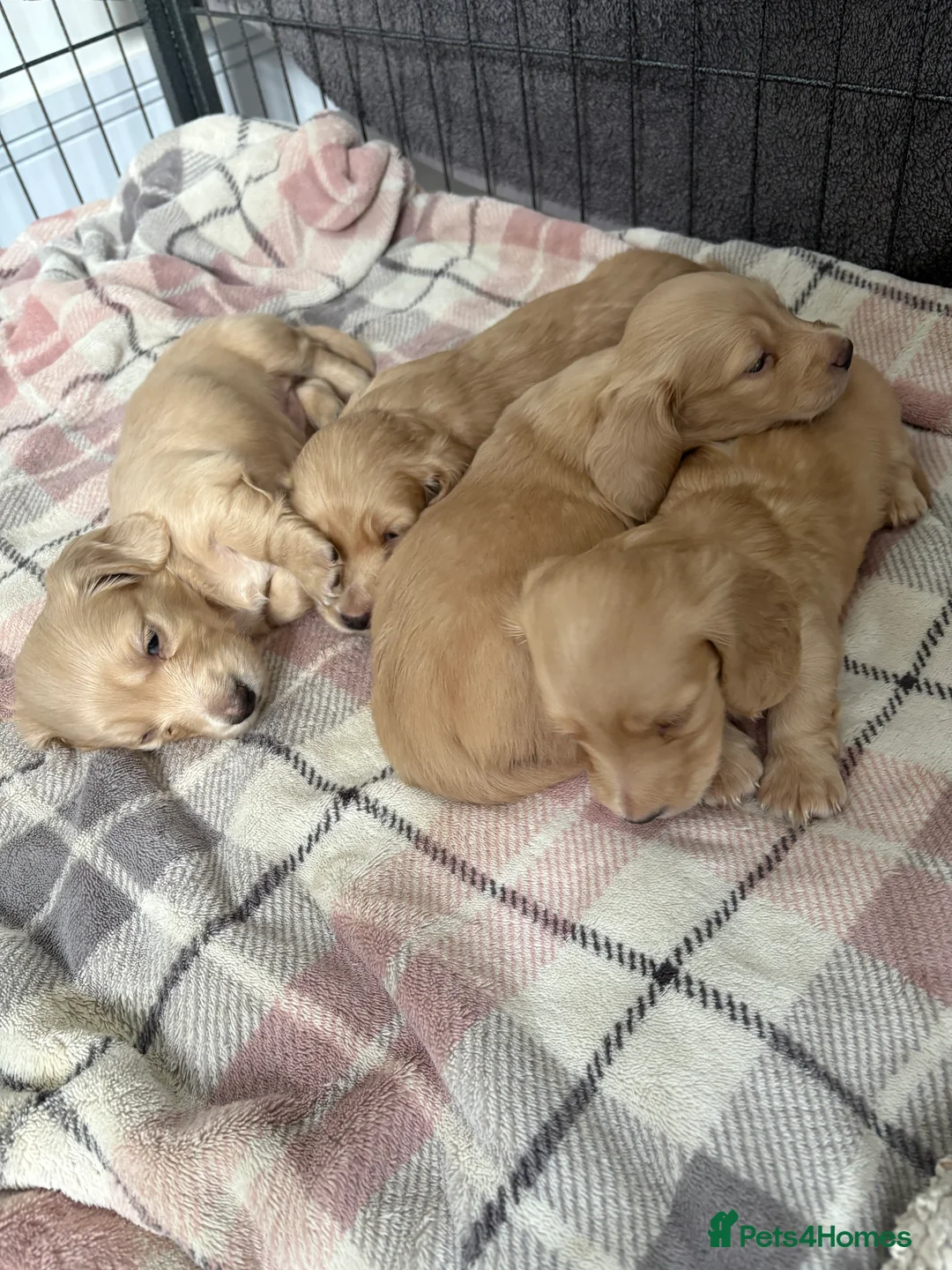 Miniature Dachshund dogs for sale: KC Registered Longhaired Miniature Dachshund Pups - Advert 11