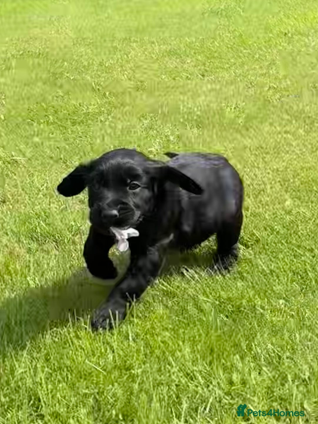 Sprocker dogs Quality health tested Sprocker puppies - Advert 7