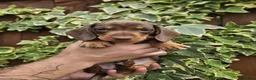 Miniature Dachshund dogs for sale: READY NOW KC reg miniature dachshund  - Advert 16