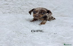 Miniature Dachshund dogs for sale: Miniature Dachshund Puppies  - Advert 3