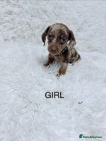 Miniature Dachshund dogs Miniature Dachshund Puppies - Advert 5