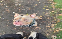 Mixed Breed dogs for sale: Beautiful American Bulldog x for Rehome - Image 2