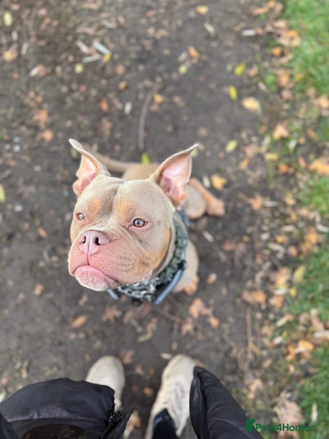 Mixed Breed dogs for sale: Beautiful American Bulldog x for Rehome - Image 2