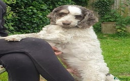 Cockapoo dogs for sale: Cockapoo Puppies Homebred Council Domestic Breeder - Image 6
