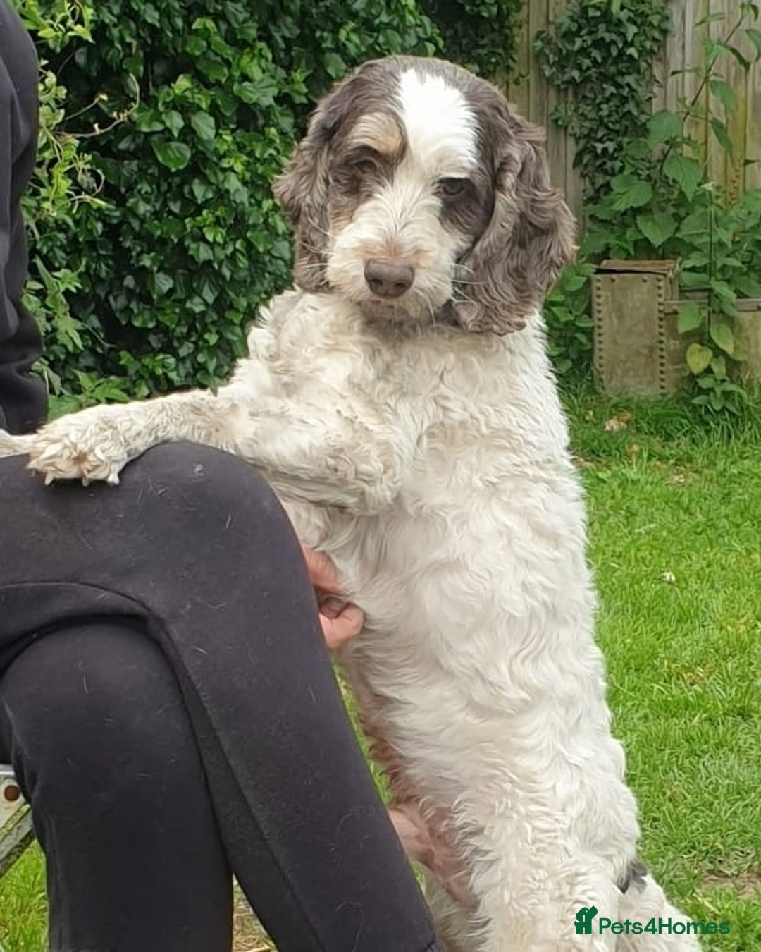 Cockapoo dogs for sale: Cockapoo Puppies Homebred Council Domestic Breeder - Image 6