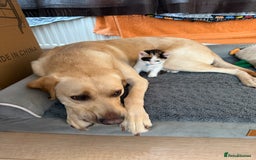 British Shorthair cats for sale: 8 weeks old FEMALE kitten - Image 6