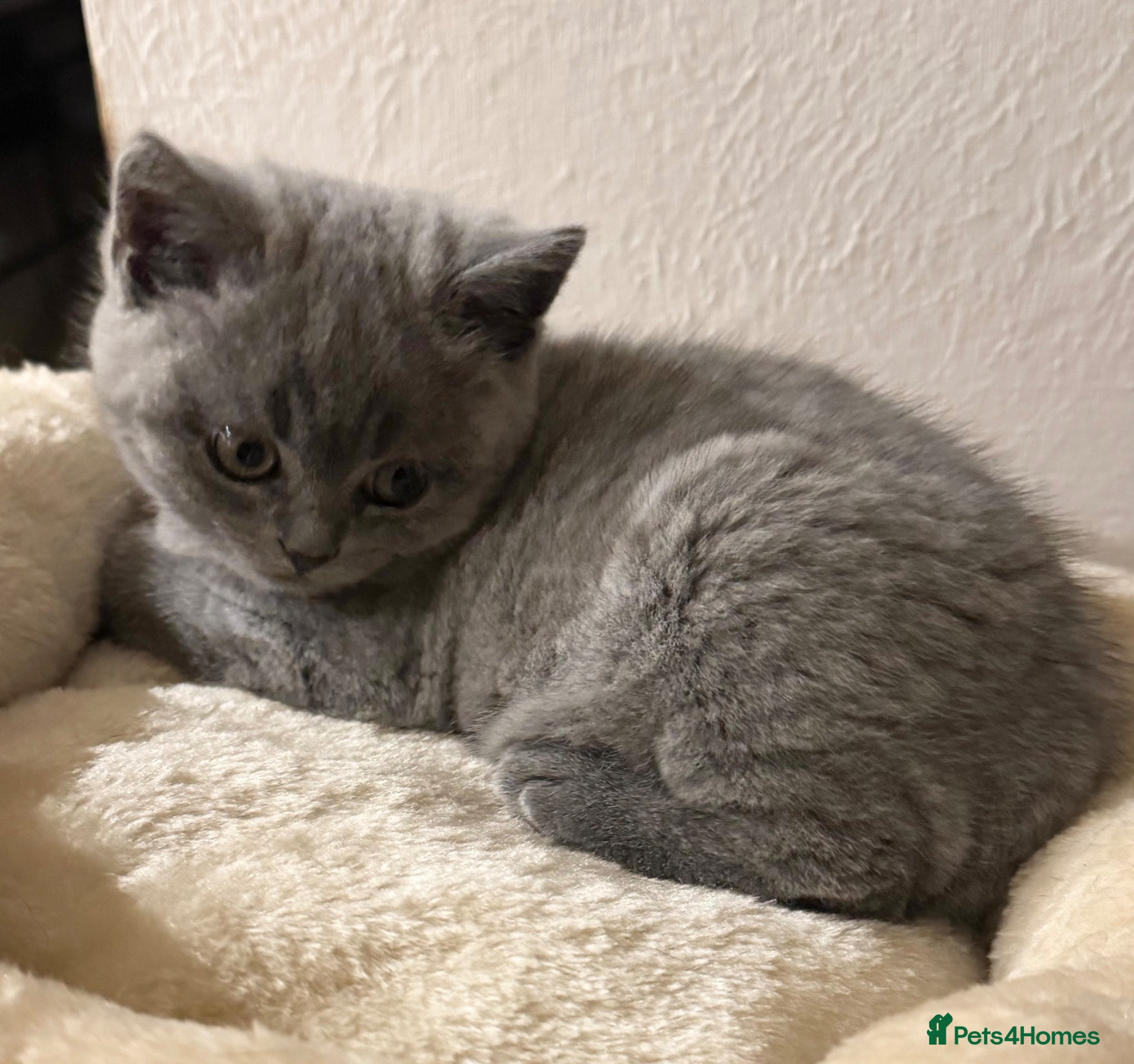 British Shorthair cats Beautiful Pedigree British Shorthair Kitten 🐾 - Advert 1