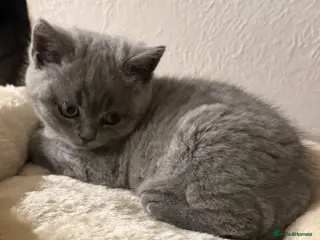 British Shorthair cats Beautiful Pedigree British Shorthair Kitten 🐾 - Advert 1