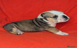 English Bulldog dogs for sale: Nine stunning bulldogs - Image 7