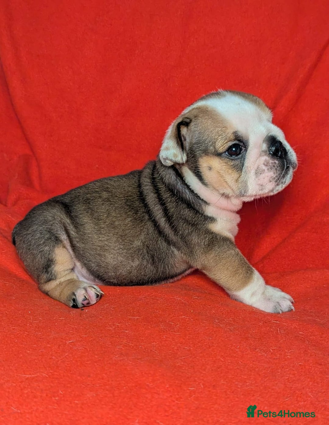 English Bulldog dogs for sale: Nine stunning bulldogs - Image 7