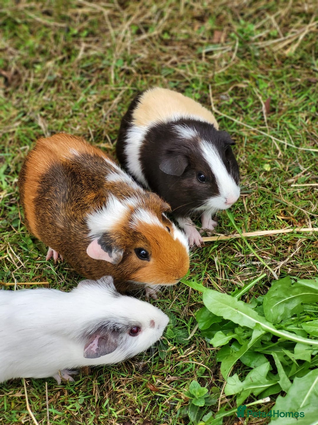 Guinea Pig rodents for sale: 4 Month Old Female Guinea Pigs - Image 2