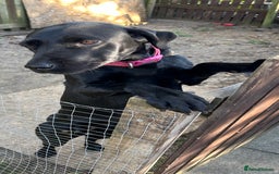Labrador Retriever dogs for sale: For sale Female Labrador  - Image 3