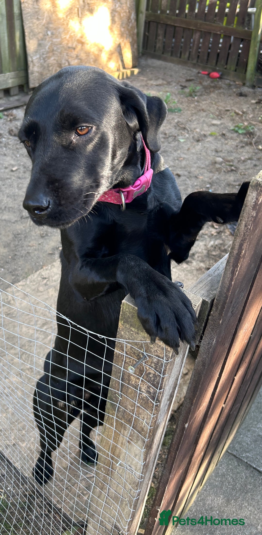 Labrador Retriever dogs for sale: For sale Female Labrador  - Image 3
