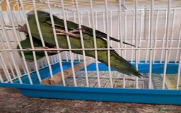 Parakeets birds for sale: LINEOLATED BABYS - Image 1