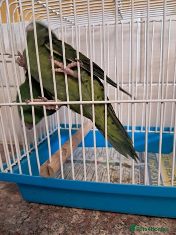 Parakeets birds - Advert 9