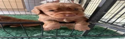 Cocker Spaniel dogs for sale: Working cocker spaniels in Cheltenham - Advert 8