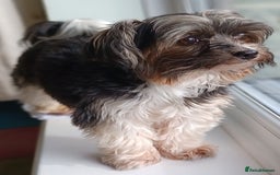 Biewer Terrier dogs for stud: Purebred Pedigree Biewer Terrier Proven Stud in Merthyr Tydfil - Image 5