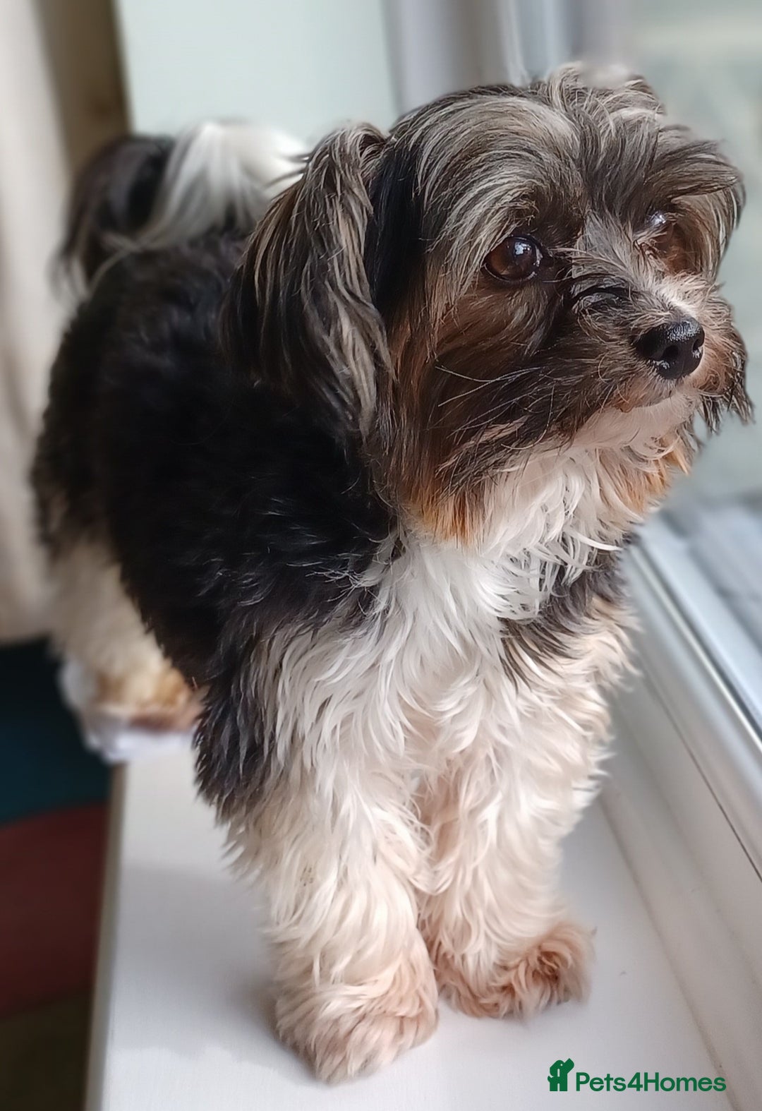 Biewer Terrier dogs for stud: Purebred Pedigree Biewer Terrier Proven Stud in Merthyr Tydfil - Image 5