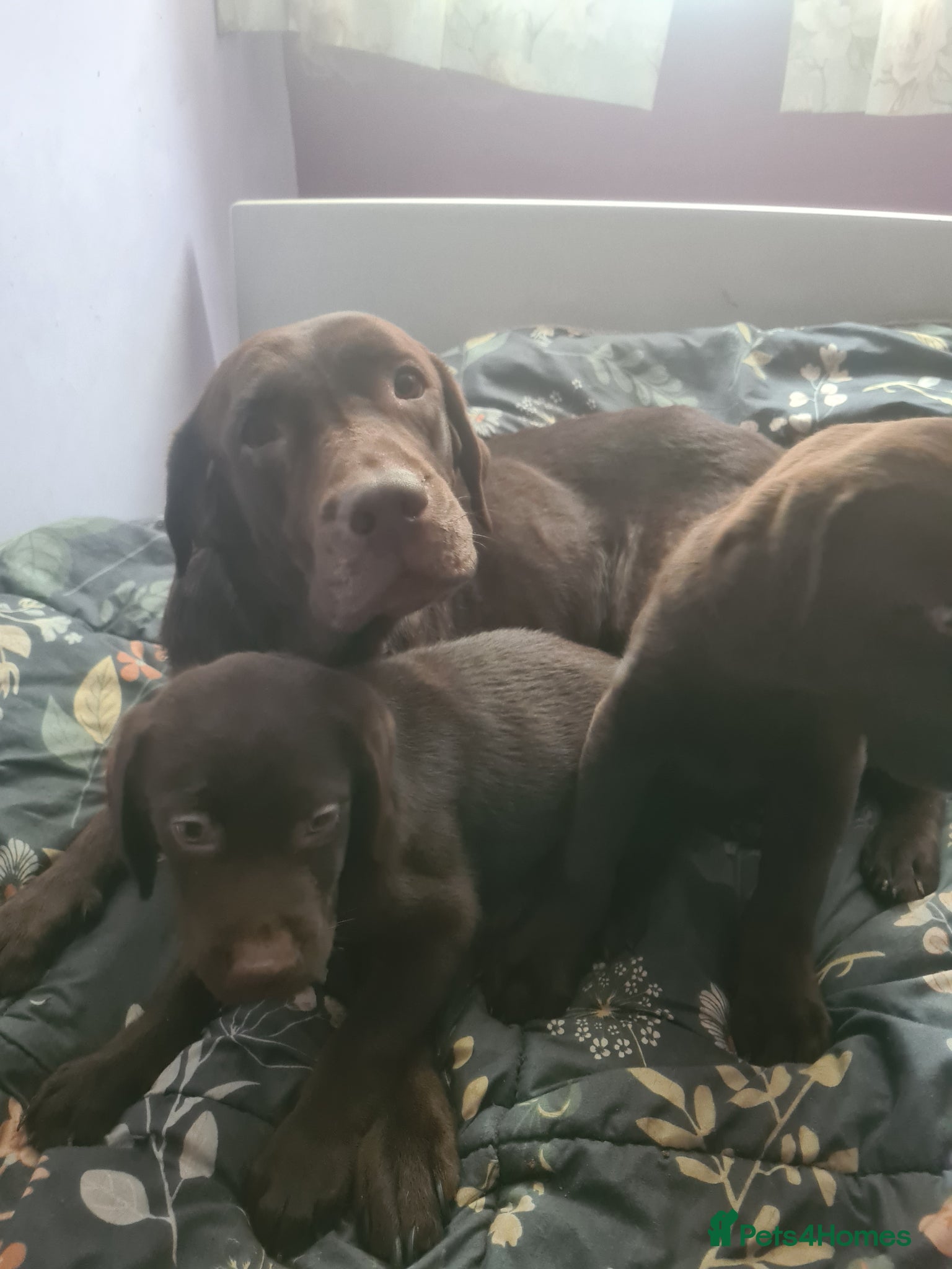 Labrador Retriever dogs Chocolate Labradors - Advert 2
