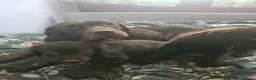 Labrador Retriever dogs for sale: Chocolate Labradors - Advert 1