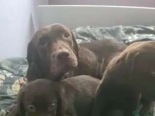 Labrador Retriever dogs Chocolate Labradors - Advert 1