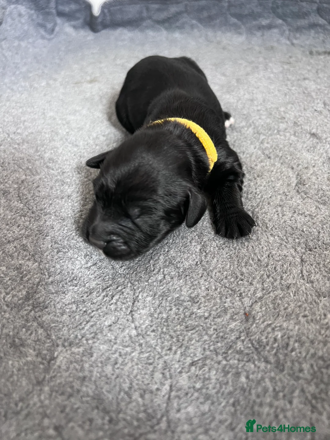Sprocker dogs for sale: Adorable Sprocker Spaniel puppies Leeds - Advert 7