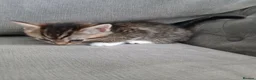 Mixed Breed cats for sale: Four babies ready for their FOREVER homes ❤️ - Advert 19