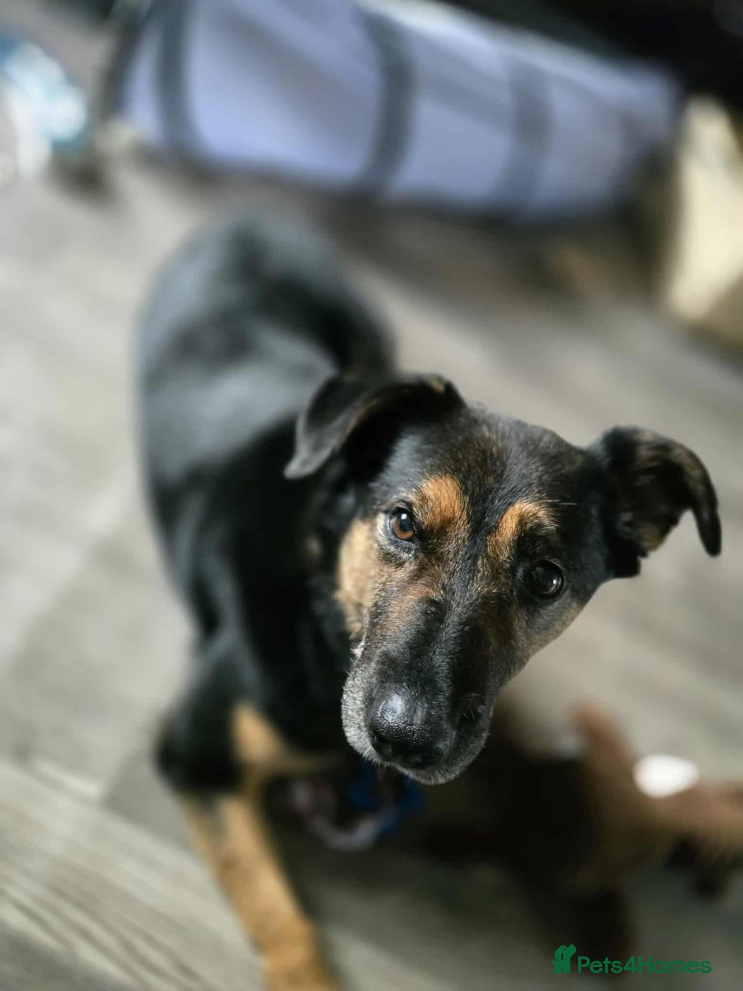 Mixed Breed dogs for adoption: Bumble for adoption - Advert 4