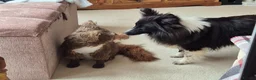 Shetland Sheepdog dogs for sale: Bi black shetland sheepdog  in Spalding - Advert 5
