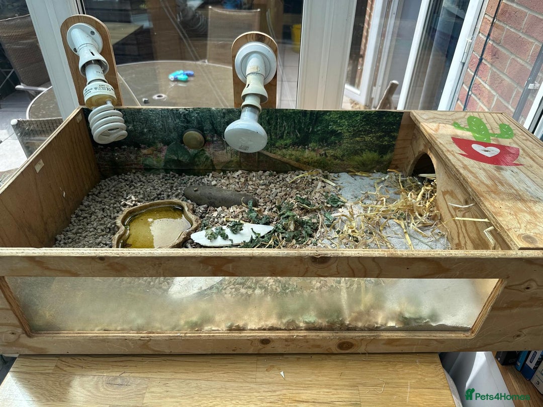 Tortoise reptiles for sale: Two adult horsefield tortoises with set up - Image 4