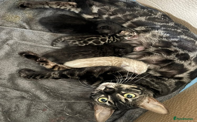 Bengal cats - Advert 1