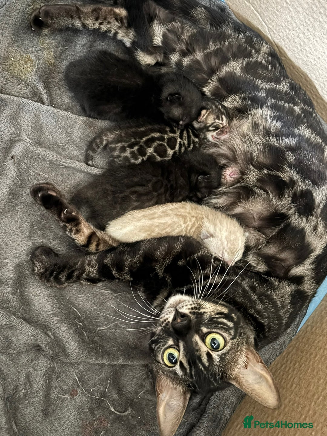 Bengal cats for sale: 4 Rare Tica Registered Bengal Kittens - Image 2