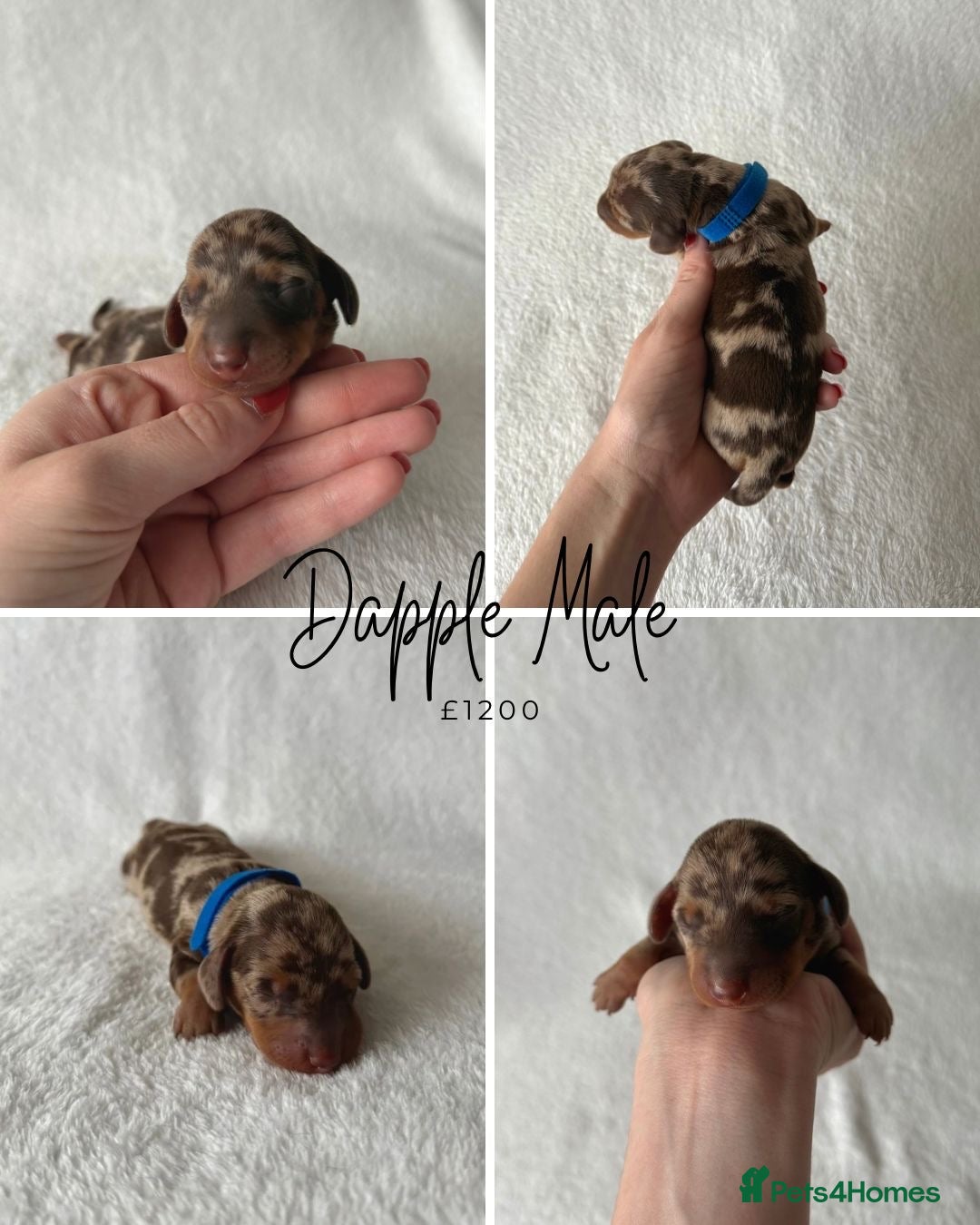 Miniature Dachshund dogs for sale: Miniature Dachshund Puppies - Image 6