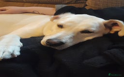 Labrador Retriever dogs for sale: Female labrador  - Image 6