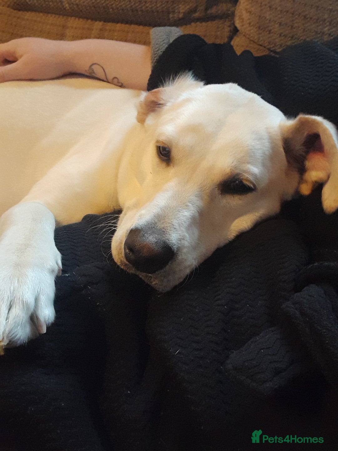 Labrador Retriever dogs for sale: Female labrador  - Image 6